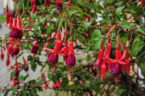 Preview: Beautiful Bush Fuchsia In The Garden, Fuchsia Flowers Blooming With Pink And Purple Petals In