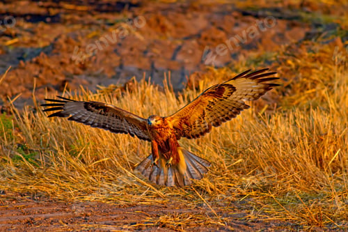 Preview: Wild Bird. Buzzard. Natural Backgroun.