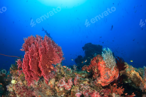 Preview: Coral Reef And Fish
