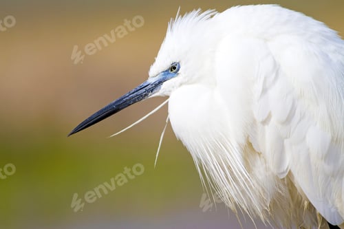 Preview: Beautiful White Heron. Colorful Nature Background. Heron Bird: Little Egret. Egretta Garzetta.