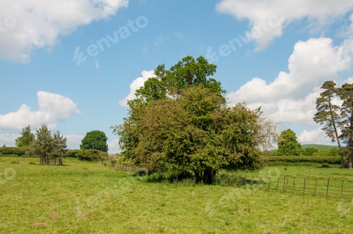 Preview: Blackthorn Tree In A Summer Meadow In England.