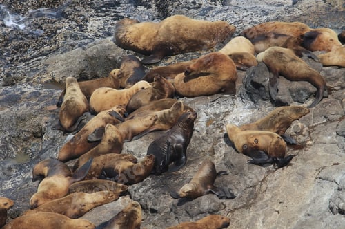 Preview: Sea Lions Oregon