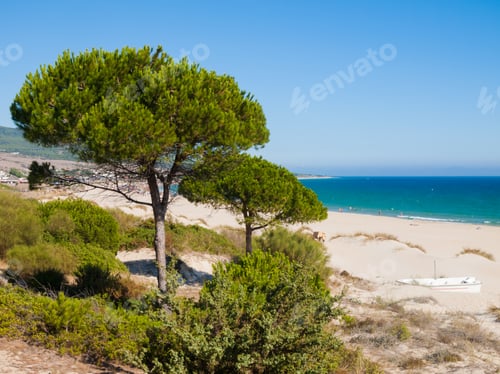 Preview: Beach Of Bolonia, Tarifa, Spain, Costa De La Luz With A Pine Tree