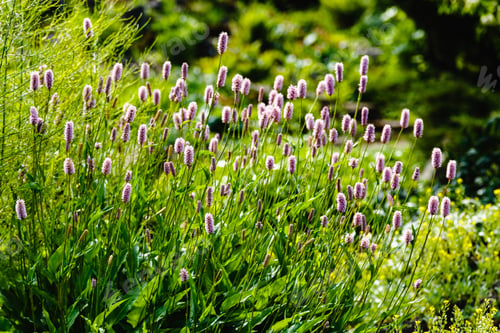 Preview: Polygonum Bistorta, Snakeroot, Snake-Root, Snakeweed In Spring Garden. Persicaria Bistorta Is