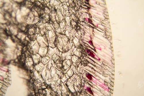 Preview: Onion Cells At The Microscope