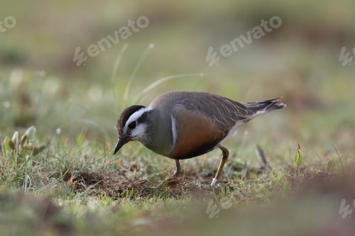 Preview: Eurasian Dotterel (Charadrius Morinellus) Helgoland, Germany