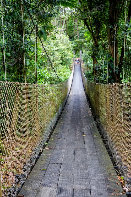 Preview: Suspension Or Hanging Bridge In Latin America Rain Forest Or Cloud Forest. Monteverde, Santa Elena