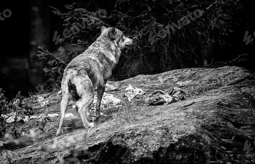 Preview: Wolves In The Bavarian Forest National Park, Bavaria, Germany