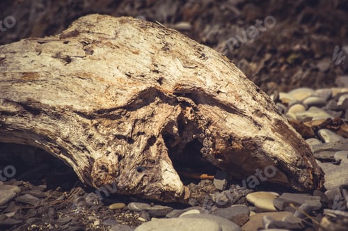 Preview: Driftwood, Washed Up By The Sea On A Pebble Beach