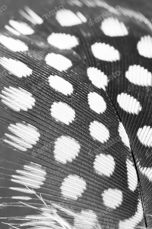 Preview: Guinea Hen Feather With Dark Background