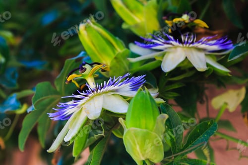 Preview: Blue Flower Or Passiflora (Passiflora Caerulea) Leaves In Tropical Garden. Beautiful Passion Fruit