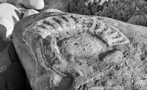 Preview: A Large Ammonite Fossil In A Beach Boulder At Lyme Regis On Dorset'S Jurassic Coast. A Monochrome