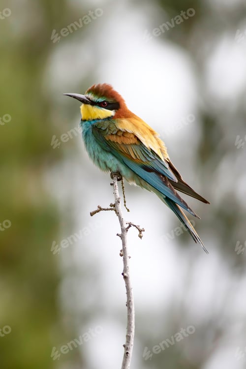 Preview: Colorful Bird. Green Nature Background. Bird: European Bee Eater. Merops Apiaster.