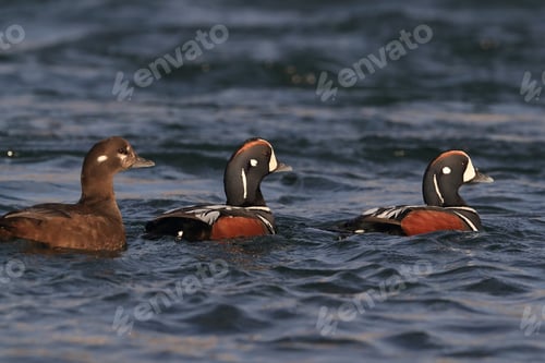 Preview: Harlequin Duck Iceland