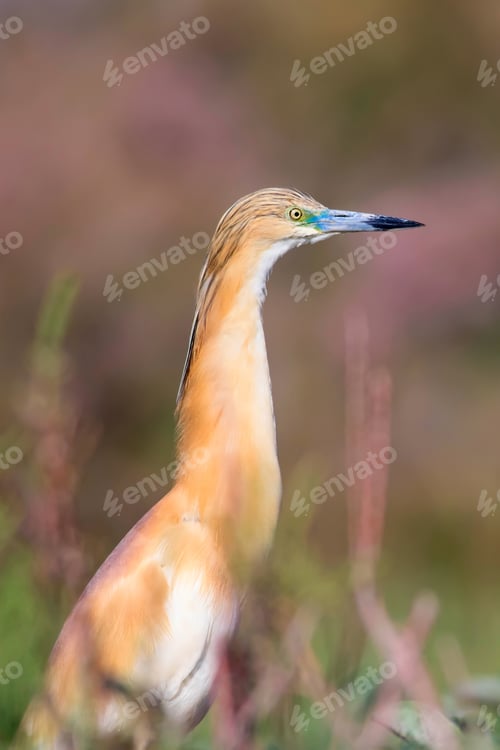 Preview: Heron. Nature Background. Bird: Squacco Heron. Ardeola Ralloides