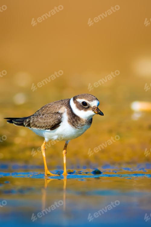 Preview: Cute Bird. Nature Background. Common Ringed Plover / Charadrius Hiaticula