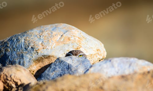 Preview: Cute Little Owl. Yellow Nature Background.
