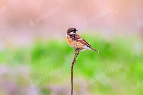 Vista previa: Cute Bird. Natural Background. European Stonechat