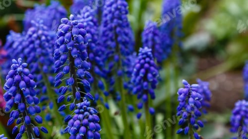 Preview: Blue Flowers Of Muscari In Spring Garden
