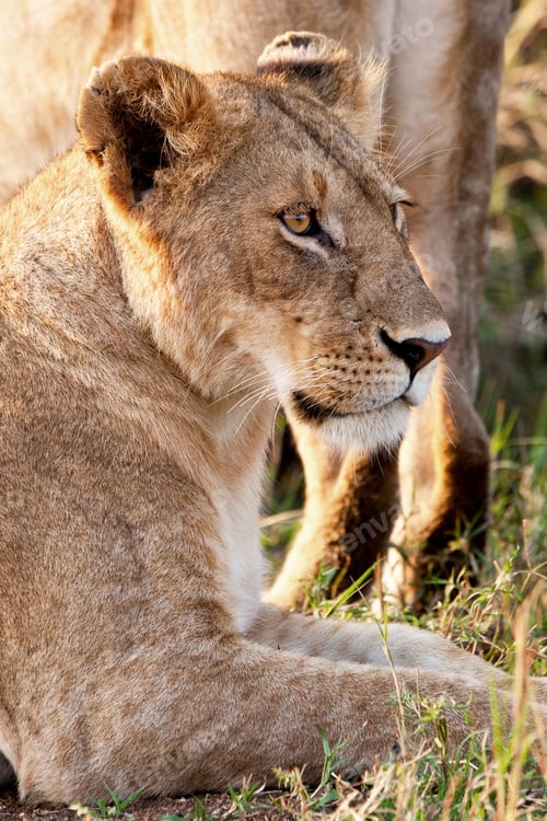 Preview: African Lioness In The Maasai Mara National Park, Kenya