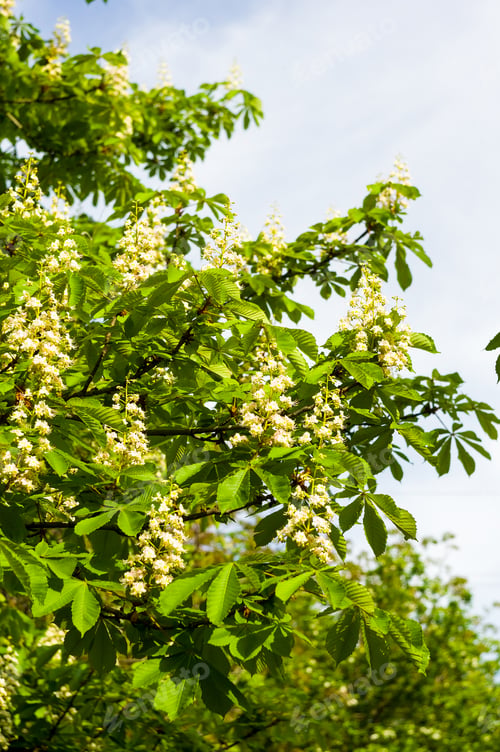 Preview: Flowering Branches Of Chestnut Castanea Sativa Tree, And Bright Blue Sky