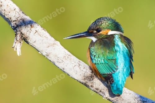 Preview: Cute Little Colorful Bird. Kingfisher. Green Yellow Nature Background. Bird: Common Kingfisher