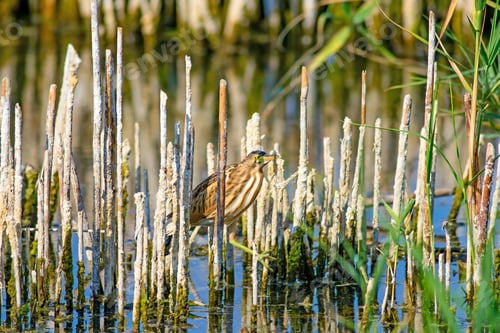 Preview: Heron And Habitat. Lake Reeds Background. Camouflage Animal. Bird: Common Squacco Heron. Ardeola