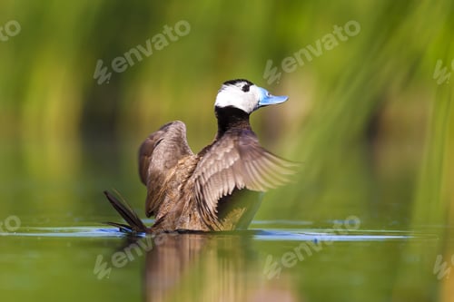 Preview: Swimming Cute Duck. Colorful Nature Background. Bird: White Headed Duck. Oxyura Leucocephala.