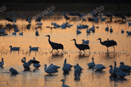 Preview: Sandhill Crane Bosque Del Apache Wildlife Reserve New Mexico Usa