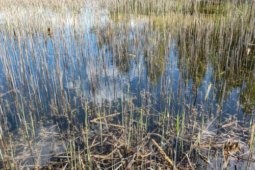 Preview: Dry Old Grass Bents In Water Texture. Abstract Background In Nature