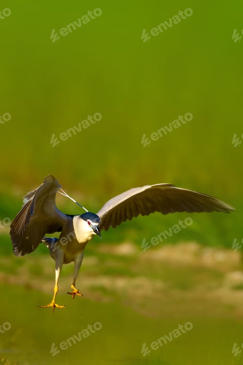 Preview: Heron. Black Crowned Night Heron. Nycticorax Nycticorax