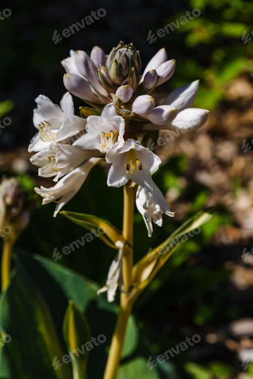 Preview: Blossom Of Hosta. Flowers Ornamental Plants Hosts.