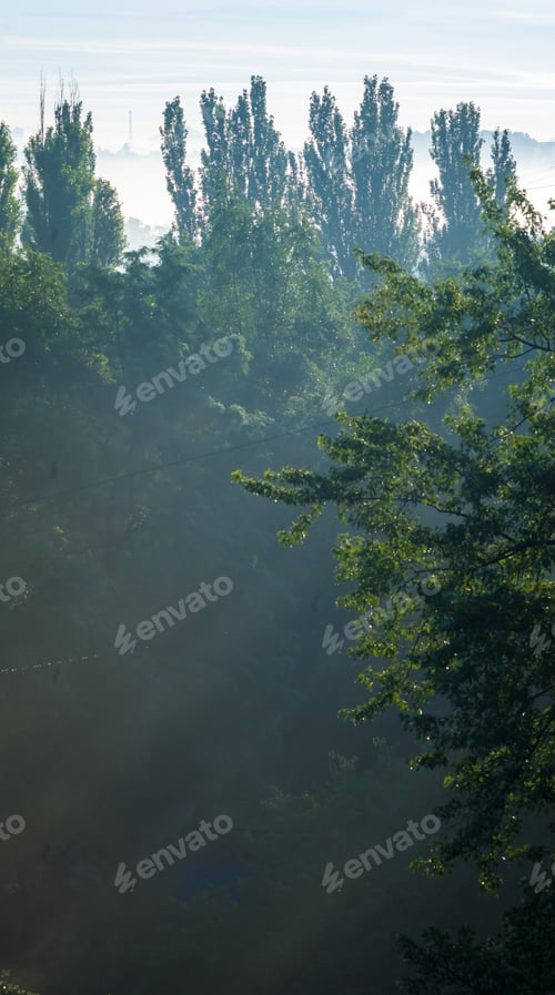 Preview: Volumetric Sunlight, Morning Fog And Green Trees