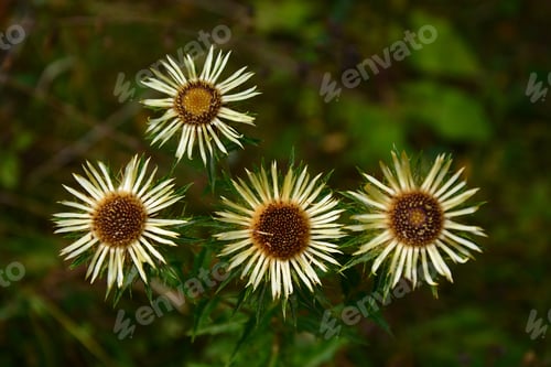 Preview: Carline Thistle (Carlina Vulgaris) In Natural Habitat