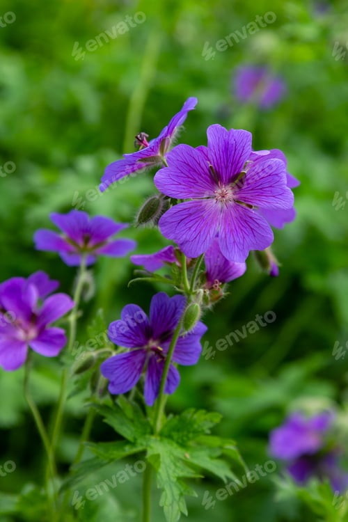 Preview: Geranium Pratense In Garden. Purple Flowers Of Geranium Pratense.