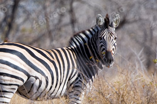 Preview: Zebras In The Kruger National Park, South Africa