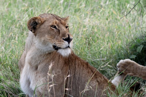 Preview: Lioness In The Serengeti National Park, Tanzania