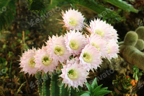 Preview: Blooming Cactus Flowers Opening in Desert Sunlight