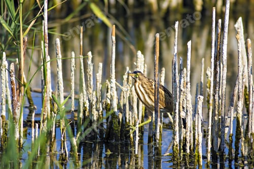 Preview: Squacco Heron, Ardeola Ralloides. Yellow Common Water Bird. Yellow Blue Nature Habitat Background.