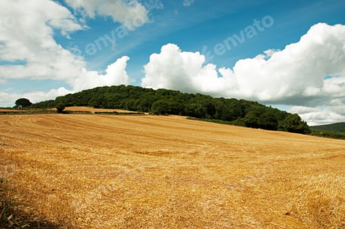 Preview: Golden Wheat Fields After The Harvest.