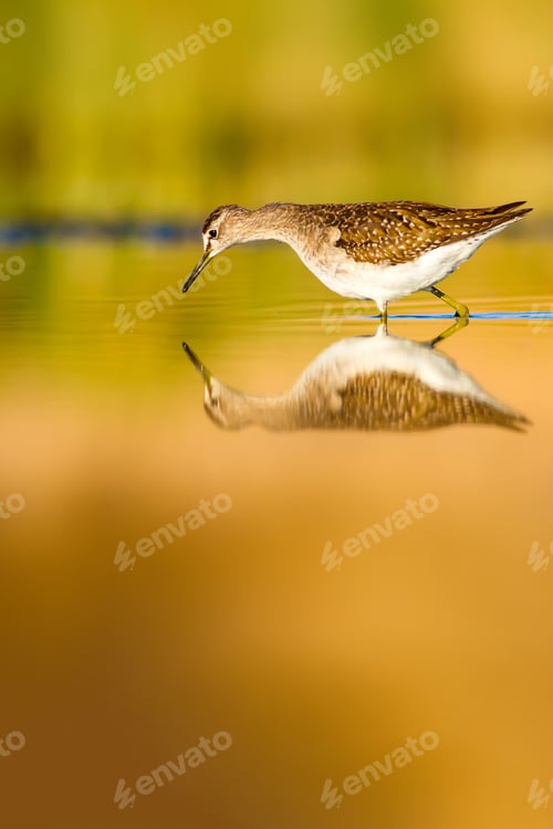 Preview: Cute Water Bird. Nature Background.
