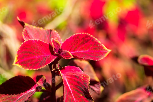 Preview: Red And Green Leaves Of The Coleus Plant, Close Up.