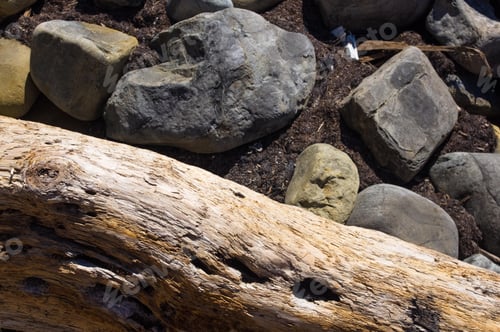 Preview: Driftwood, Washed Up By The Sea On A Pebble Beach