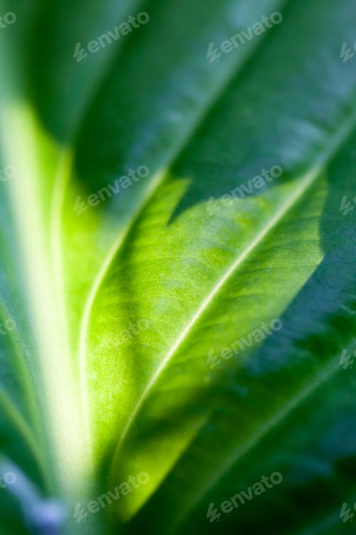 Preview: Green, Abstract Composition With Leaf Texture And Soft Focus