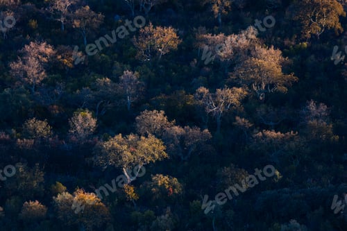 Preview: Mediterranean Forest In Sierra De San Pedro Mountain Range Of Caceres Province In Extremadura