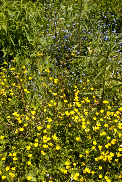 Preview: Garden
