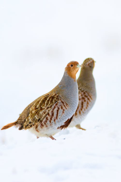 Preview: Winter And Partridges. White Snow Background. Bird: Grey Partridge. Perdix Perdix.