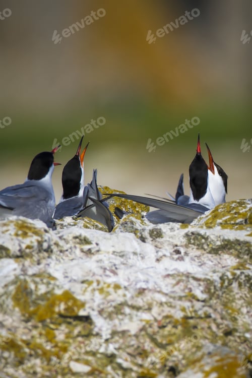 Preview: Tern. Bird Nest. Common Tern Sterna Hirundo. Nature Background.