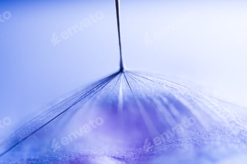 Preview: Macro, Abstract Composition With Dandelion Seed