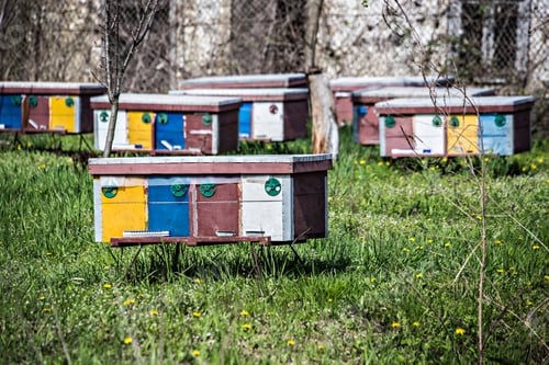 Preview: Colorful Beehives In The Bee-Garden In Ukrainian Village